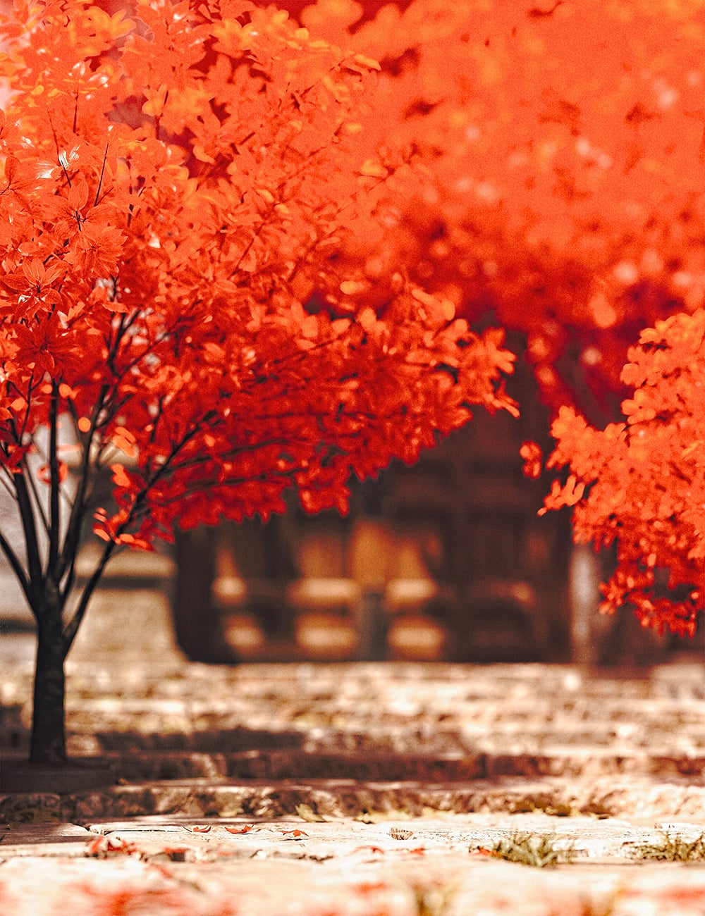 FN Seasonal Kousa Tree Collection by: Feng, 3D Models by Daz 3D
