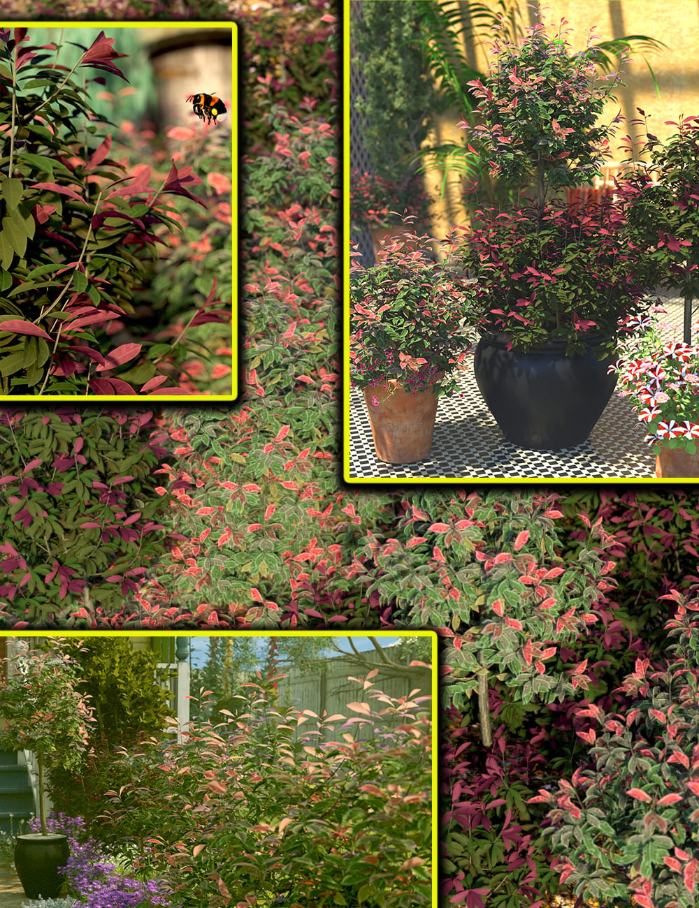 Garden Shrubs - Photina Bushes by: MartinJFrost, 3D Models by Daz 3D