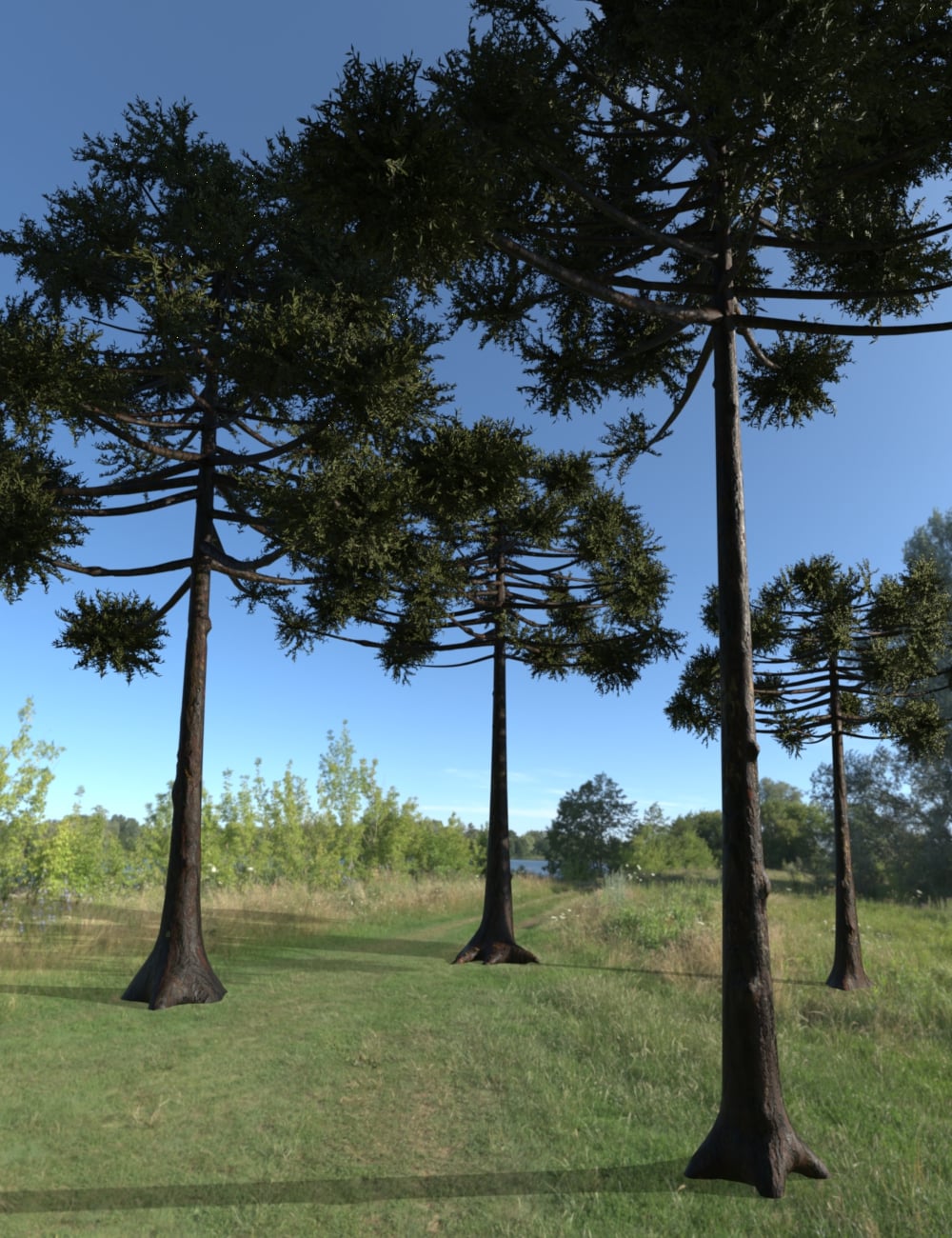 Araucaria Angustifolia by: Fantasyart3D, 3D Models by Daz 3D
