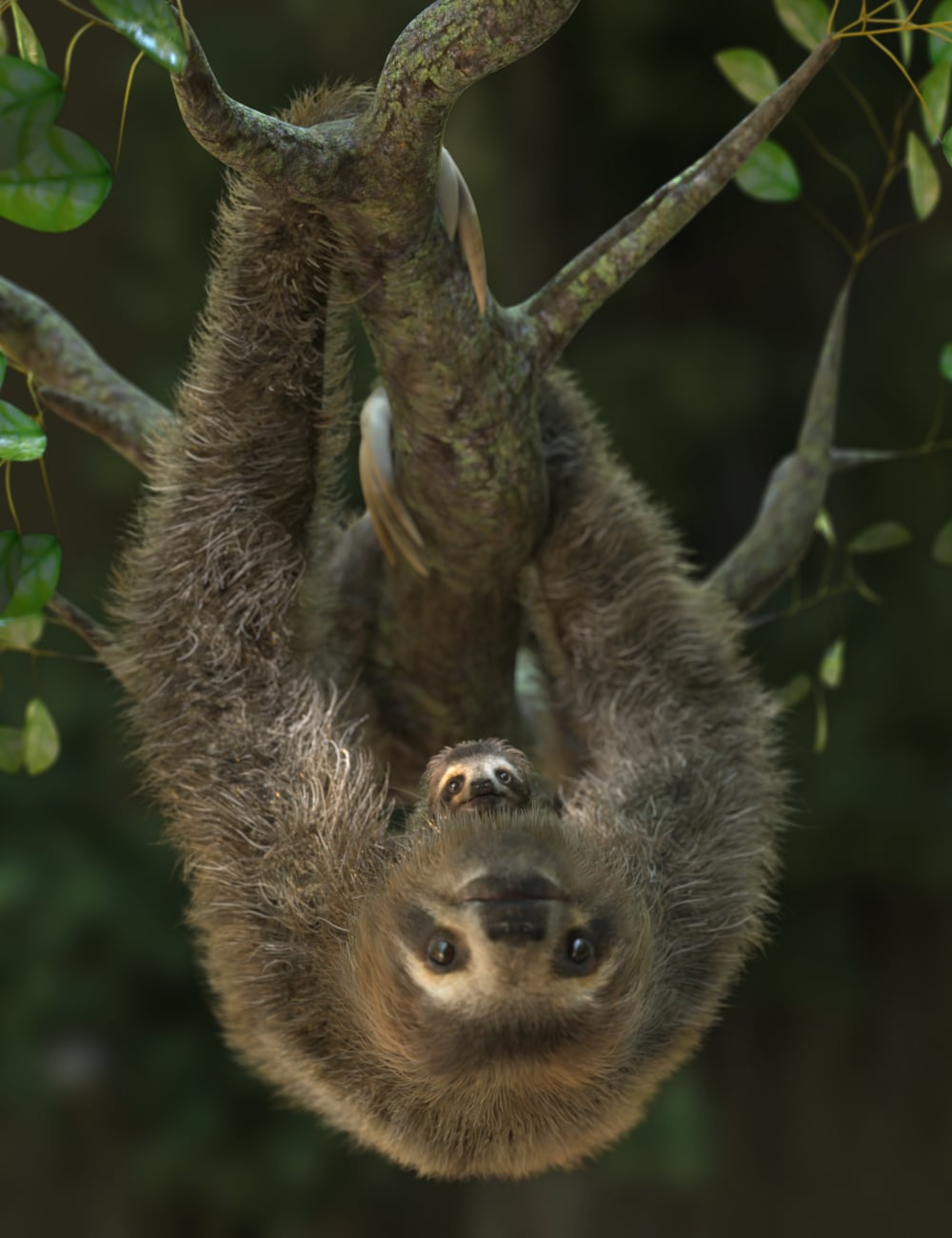 Sloth by AM by: Alessandro_AM, 3D Models by Daz 3D