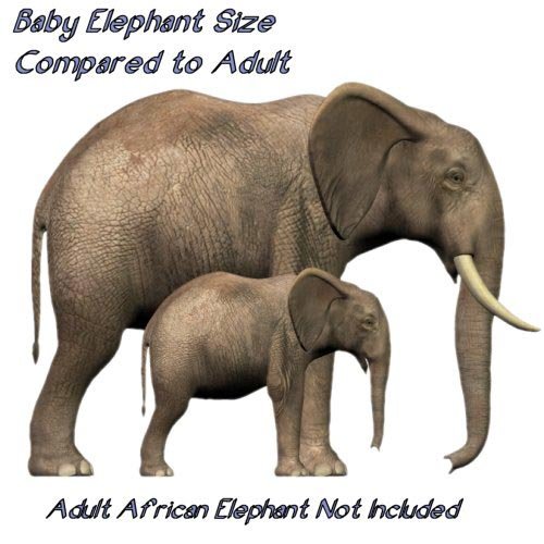 Baby Elephant by: Debra Ross, 3D Models by Daz 3D