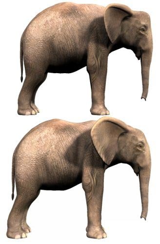 Baby Elephant by: Debra Ross, 3D Models by Daz 3D