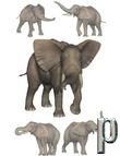 Elephant Poses by: Digiport, 3D Models by Daz 3D