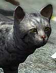 LoREZ Cat by: Predatron, 3D Models by Daz 3D