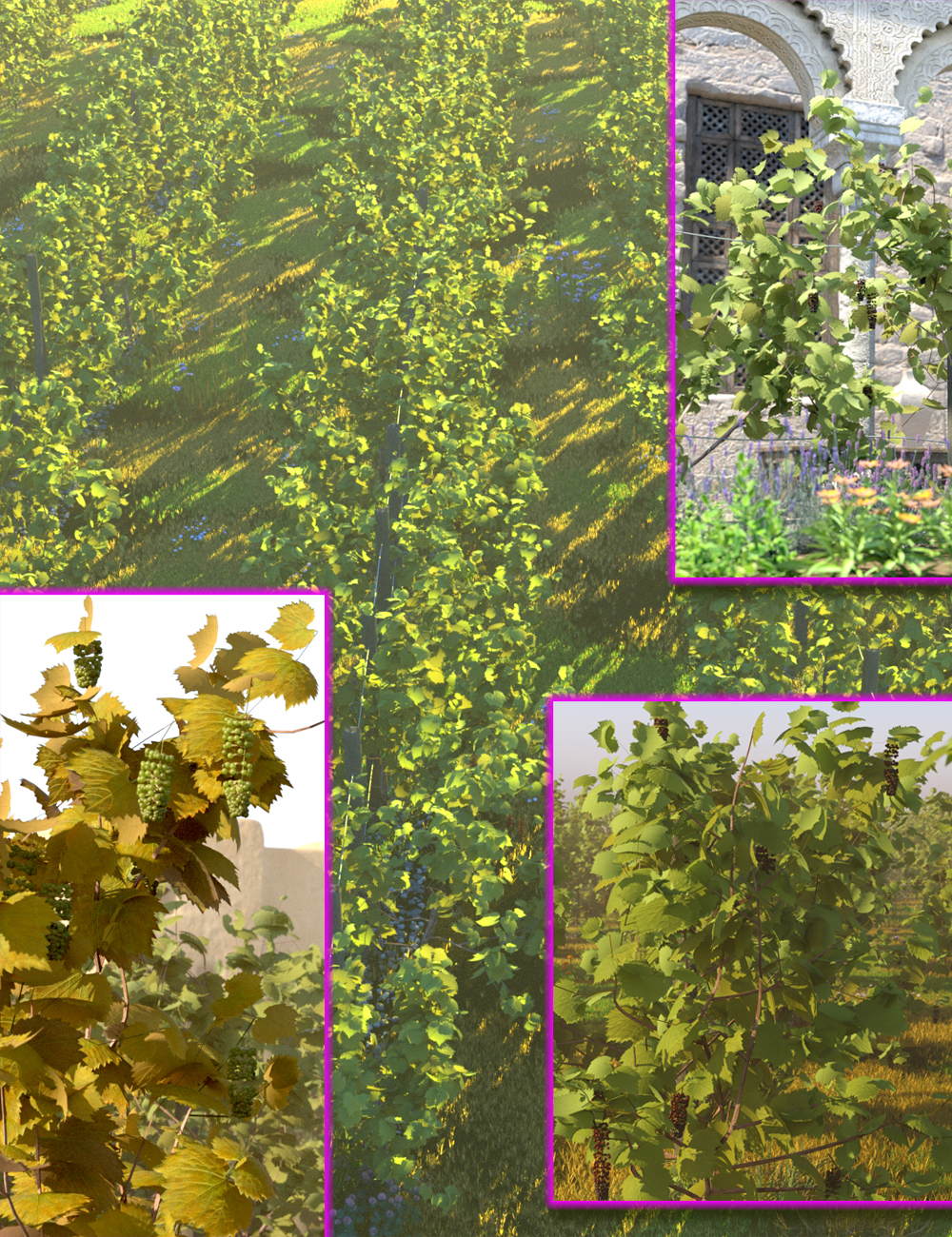 Vineyard Kit - Grape Vines and Supports by: MartinJFrost, 3D Models by Daz 3D