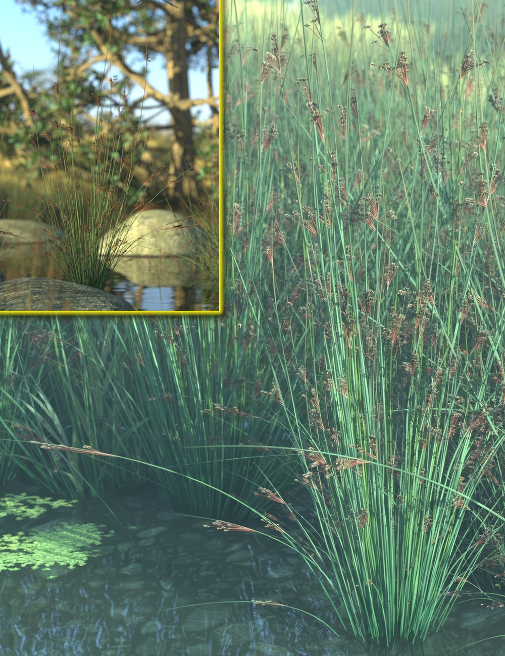 Bog and Moorland Plants - Tuft Rush by: MartinJFrost, 3D Models by Daz 3D