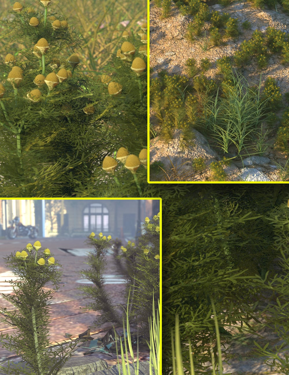 Wildflowers - Pineapple May Weed by: MartinJFrost, 3D Models by Daz 3D