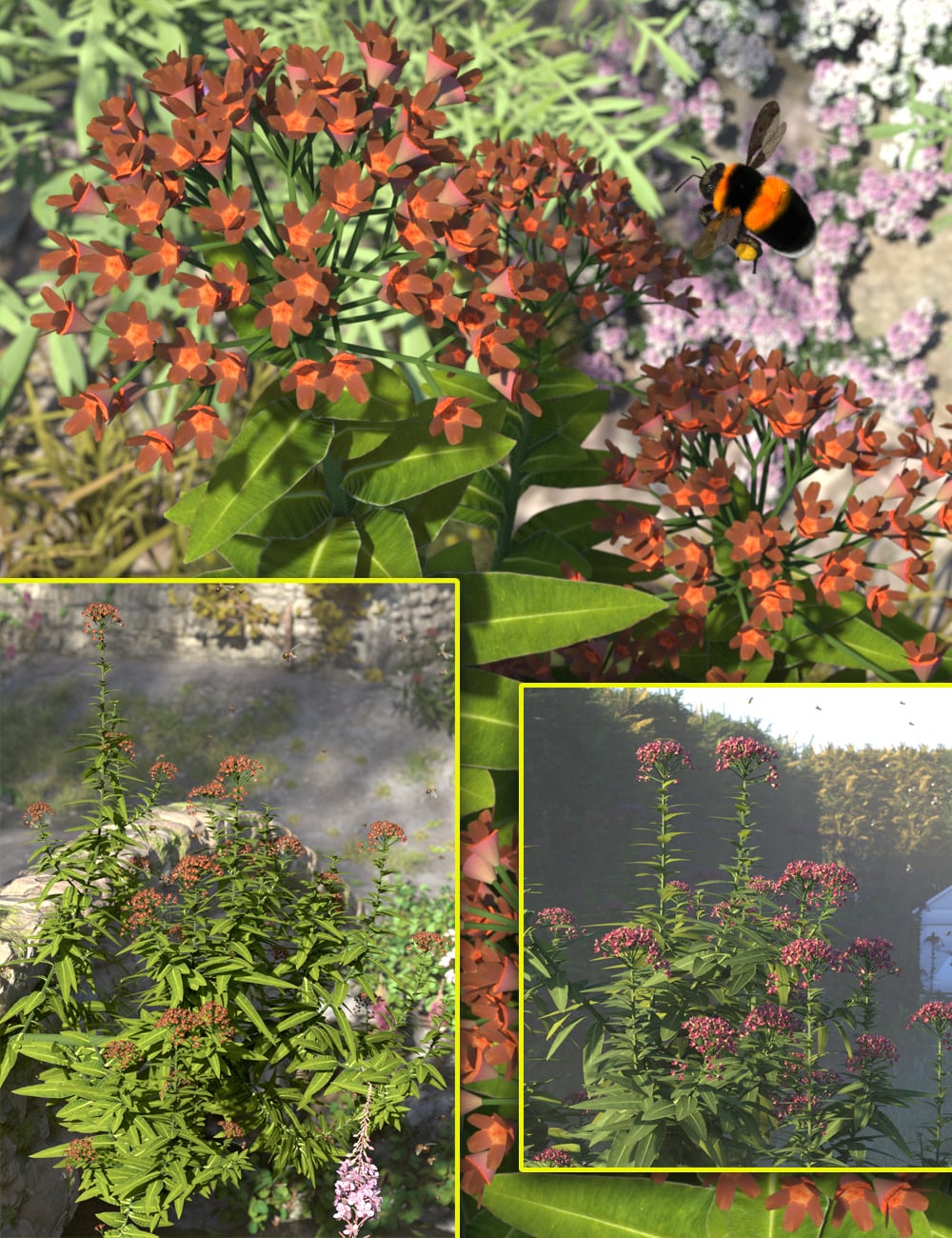 Garden Flowers - Honey Spurge by: MartinJFrost, 3D Models by Daz 3D