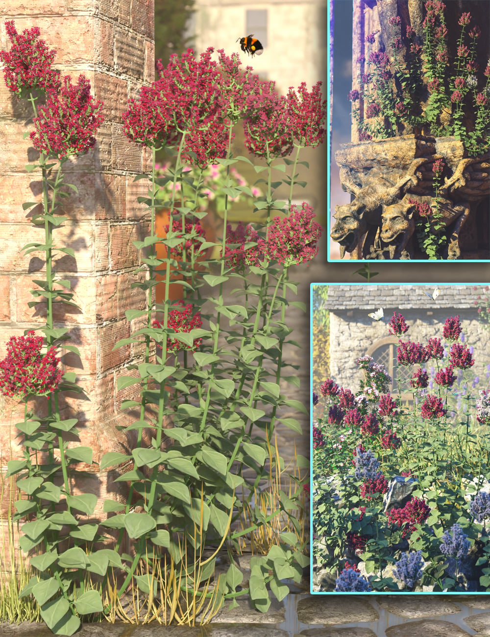 Garden Flowers - Wall Valerian by: MartinJFrost, 3D Models by Daz 3D