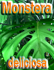 Monstera deliciosa by: MartinJFrost, 3D Models by Daz 3D