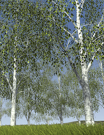 Predatron Silver Birch Trees by: Predatron, 3D Models by Daz 3D