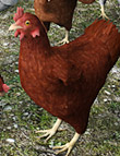 LoREZ Chicken | Daz 3D