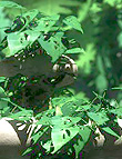 Monstera Obliqua - Jungle Plants for Vue Monstera Obliqua - Jungle Plants for Vue by: MartinJFrost, 3D Models by Daz 3D