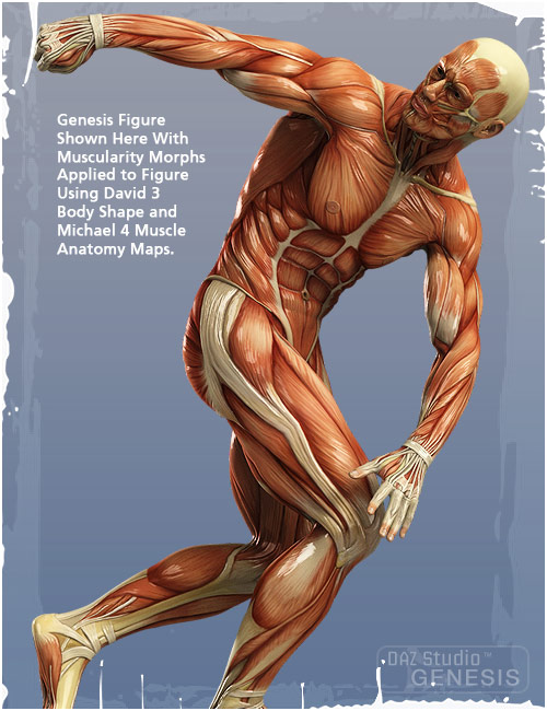 Genesis Evolution: Muscularity by: , 3D Models by Daz 3D