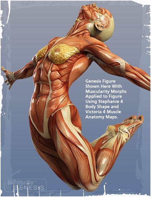 genesis evolution morph bundle daz3d