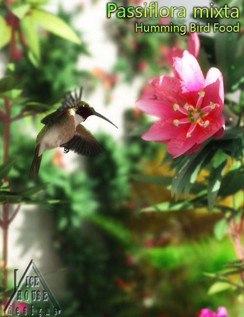 The Pink Passion Flower - hummingbird food! by: MartinJFrost, 3D Models by Daz 3D