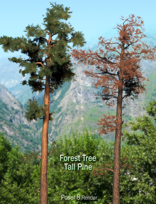 Forest Tree - Tall Pine by: Andrey Pestryakov, 3D Models by Daz 3D