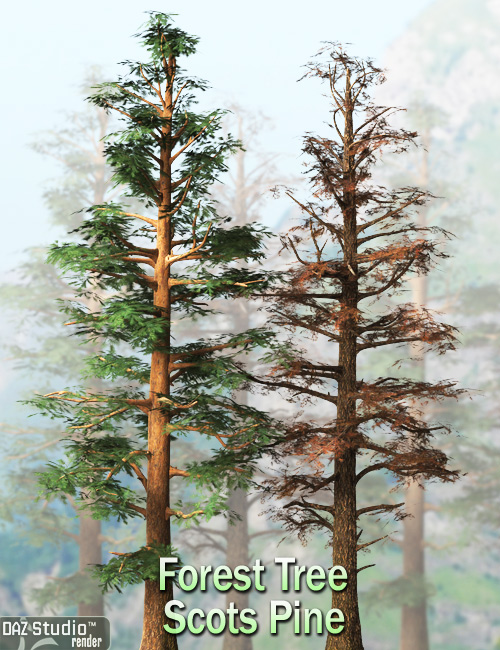 Forest Tree - Scots Pine by: Andrey Pestryakov, 3D Models by Daz 3D