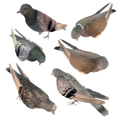 Poser Pigeon / DAZ Dove by: noggin, 3D Models by Daz 3D