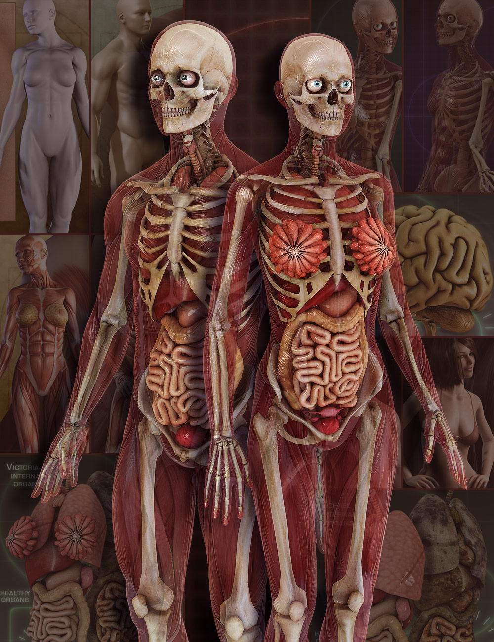 Anatomy 4 Pro Bundle by: , 3D Models by Daz 3D