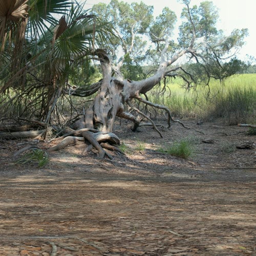 Cyclorama: Sub-Tropical Scenes Cyclorama: Sub-Tropical Scenes by: , 3D Models by Daz 3D