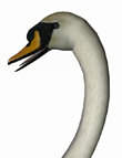 Noggin's Poser Swan by: noggin, 3D Models by Daz 3D