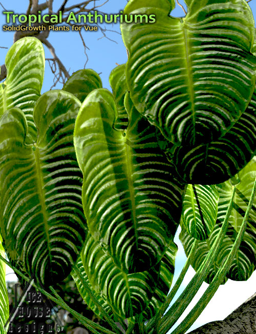 Tropical Anthuriums for Vue Tropical Anthuriums for Vue by: MartinJFrost, 3D Models by Daz 3D