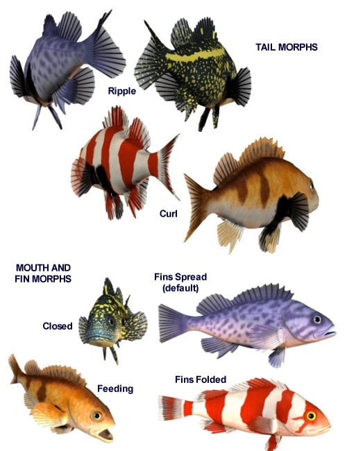 Pacific Rockfish Collection by: blondie9999, 3D Models by Daz 3D
