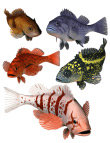 Pacific Rockfish Collection by: blondie9999, 3D Models by Daz 3D
