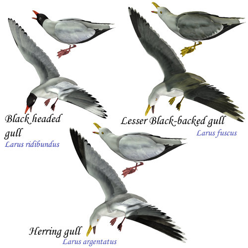 Noggin's Seagull Set Noggin's Seagull Set by: noggin, 3D Models by Daz 3D