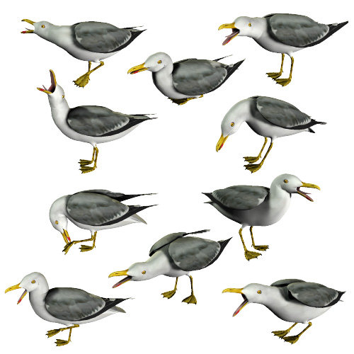 Noggin's Seagull Set Noggin's Seagull Set by: noggin, 3D Models by Daz 3D