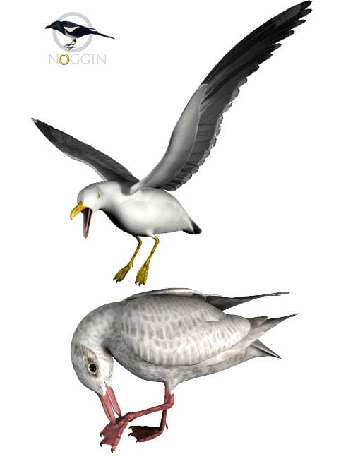 Noggin's Seagull Set by: noggin, 3D Models by Daz 3D