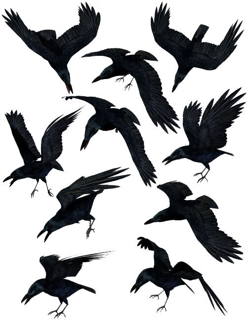 Noggin's Poser Crows by: noggin, 3D Models by Daz 3D