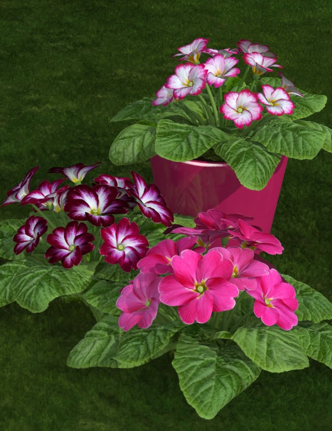 Primroses | Daz 3D