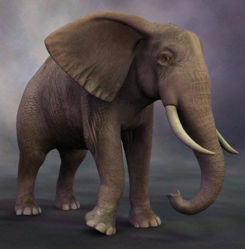 African Elephant by: Debra Ross, 3D Models by Daz 3D