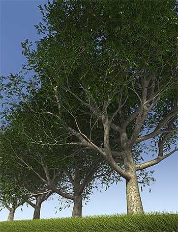 Predatron Common Ash Trees Predatron Common Ash Trees by: Predatron, 3D Models by Daz 3D