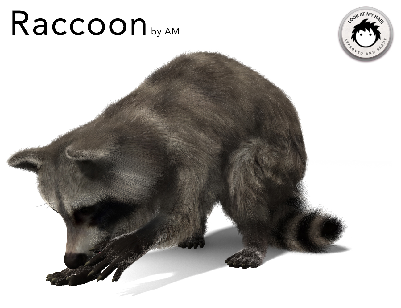 Raccoon by AM by: Alessandro_AM, 3D Models by Daz 3D