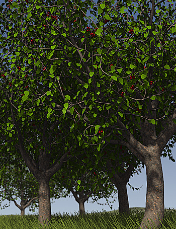 Predatron Cherry Trees Predatron Cherry Trees by: Predatron, 3D Models by Daz 3D