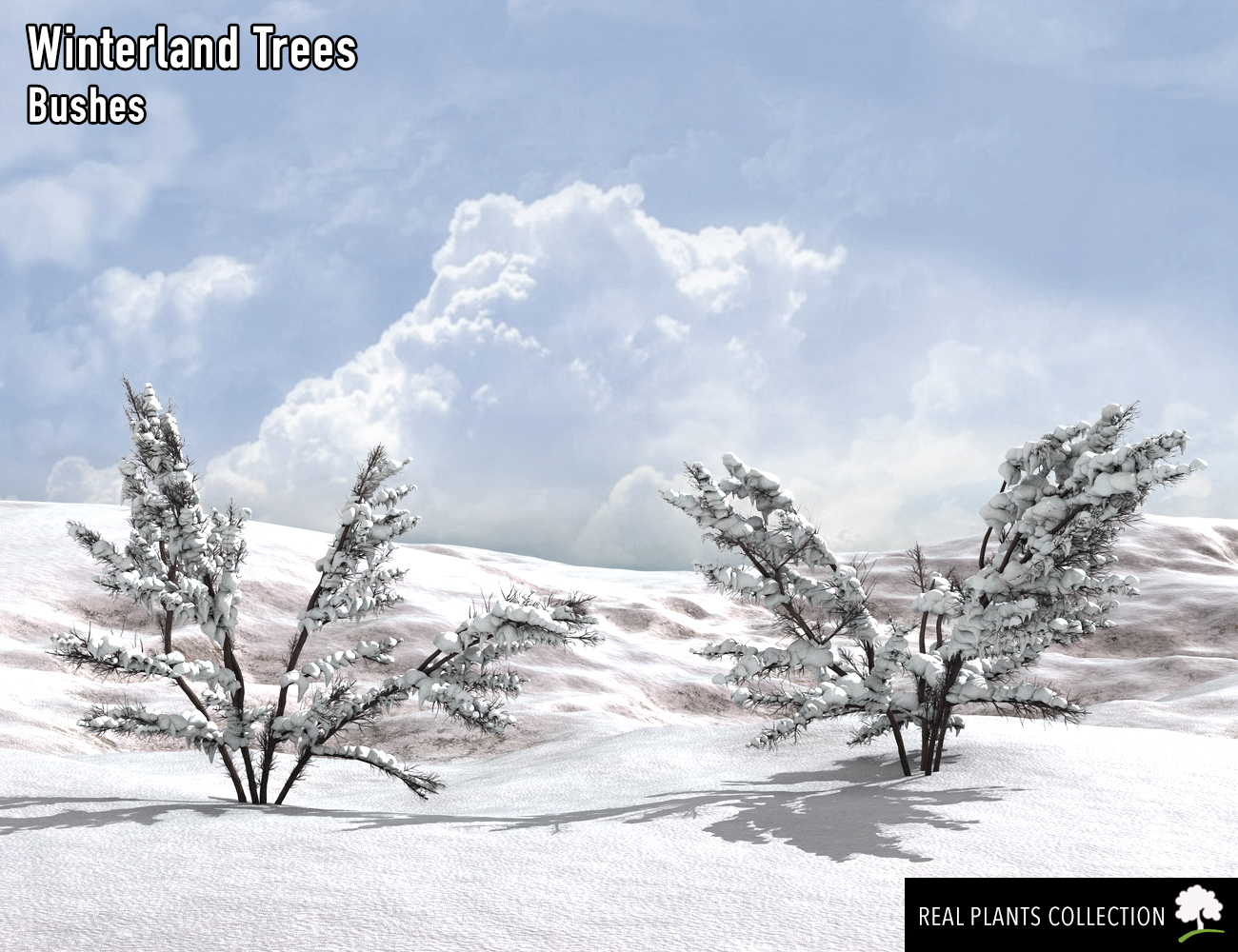 RPC Volume 2: Winterland Trees by: Alessandro_AMLMX3D, 3D Models by Daz 3D