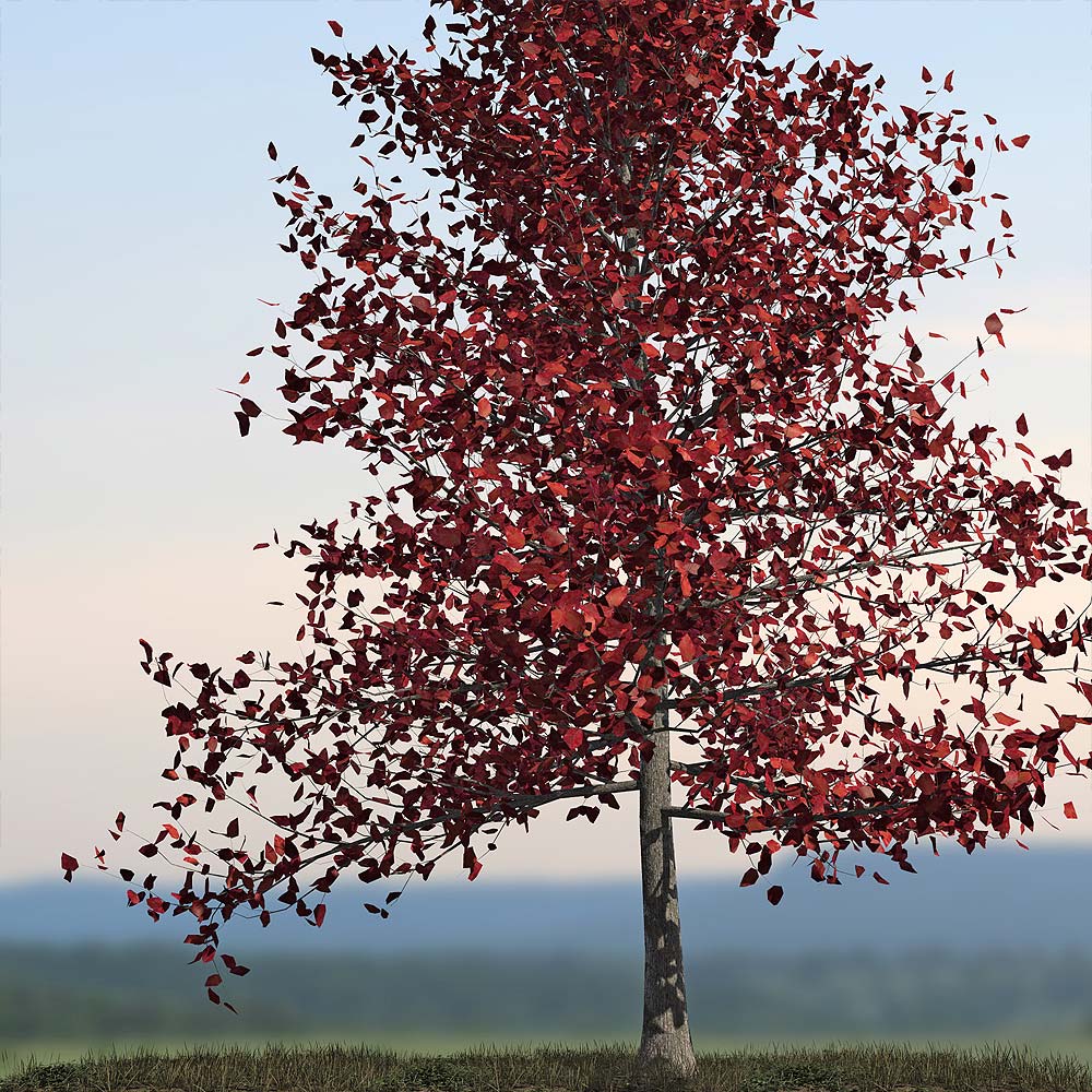 Orestes Trees Vol 2 Orestes Trees Vol 2 by: Orestes Graphics, 3D Models by Daz 3D