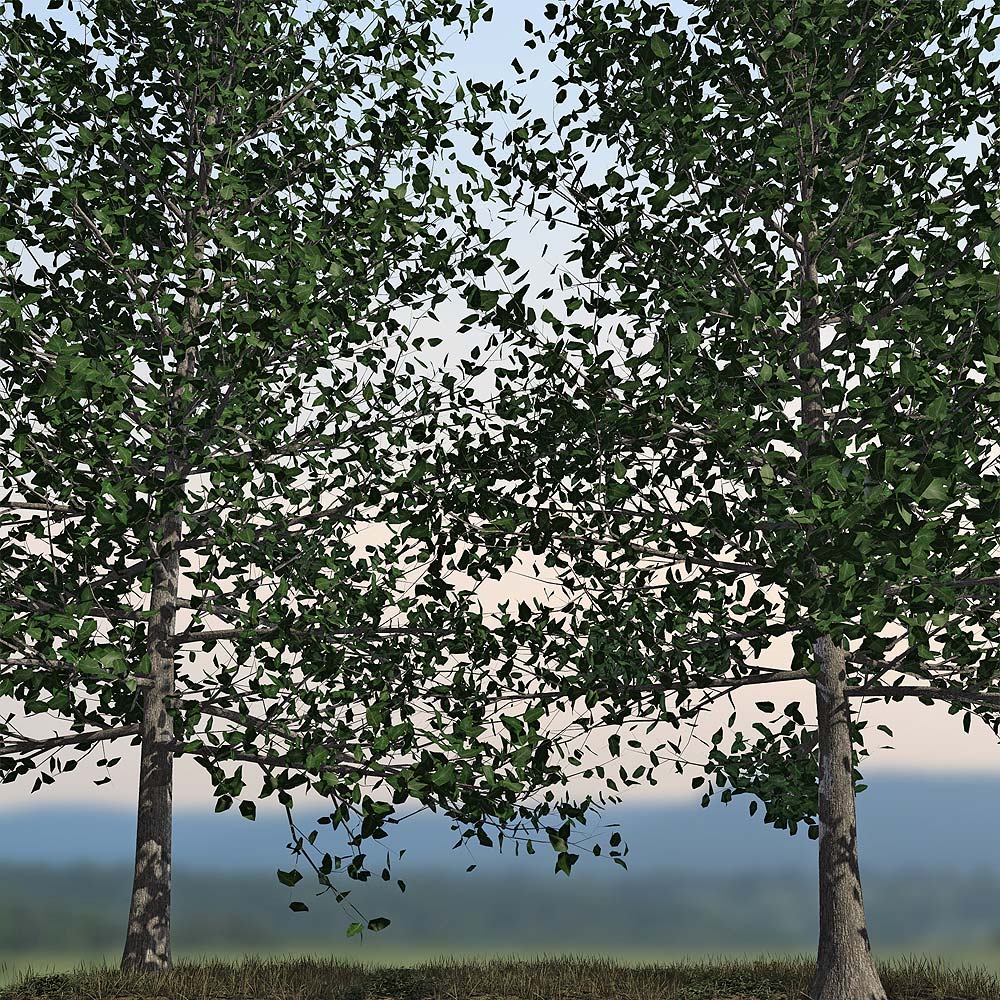 Orestes Trees Vol 2 Orestes Trees Vol 2 by: Orestes Graphics, 3D Models by Daz 3D