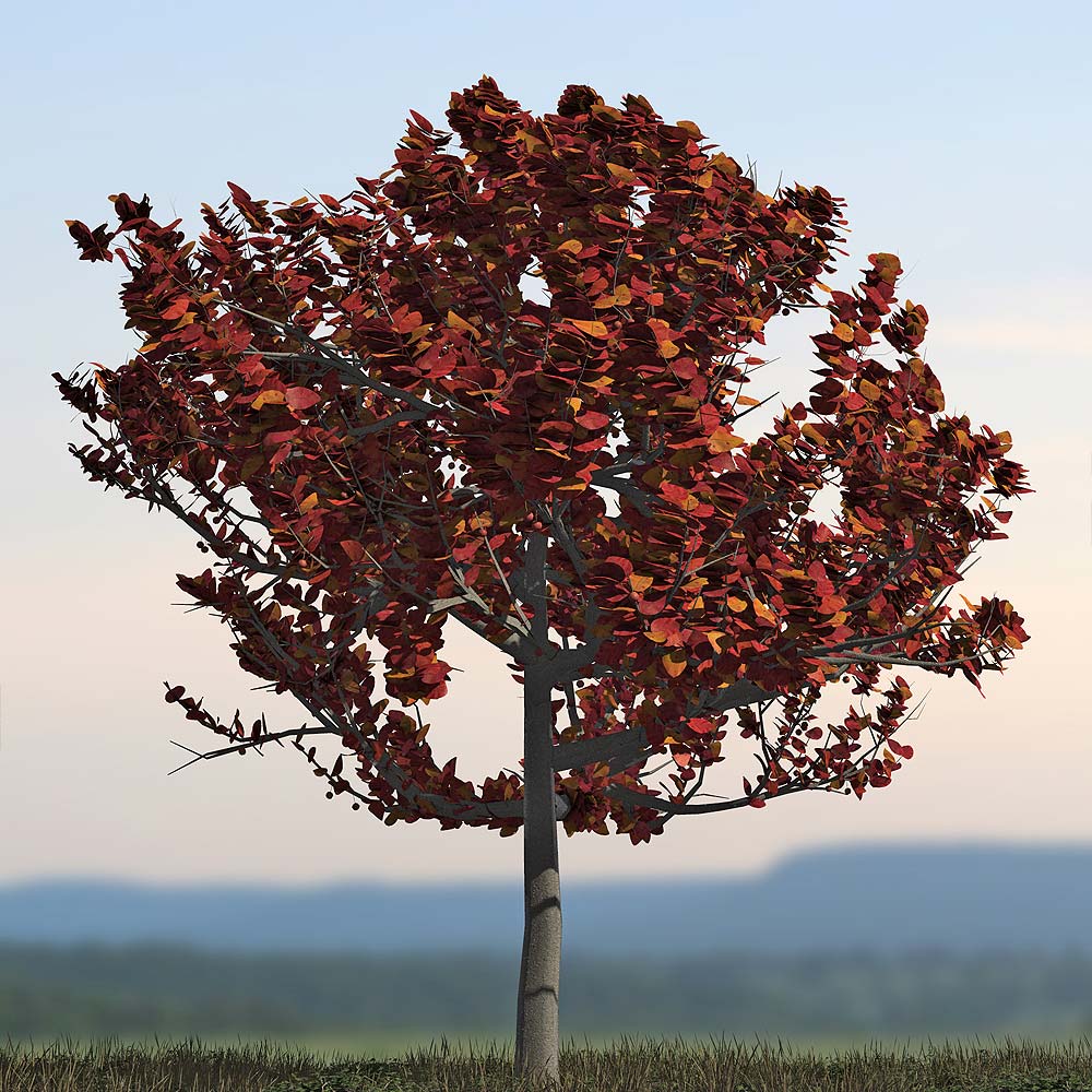 Orestes Trees Vol 2 Orestes Trees Vol 2 by: Orestes Graphics, 3D Models by Daz 3D
