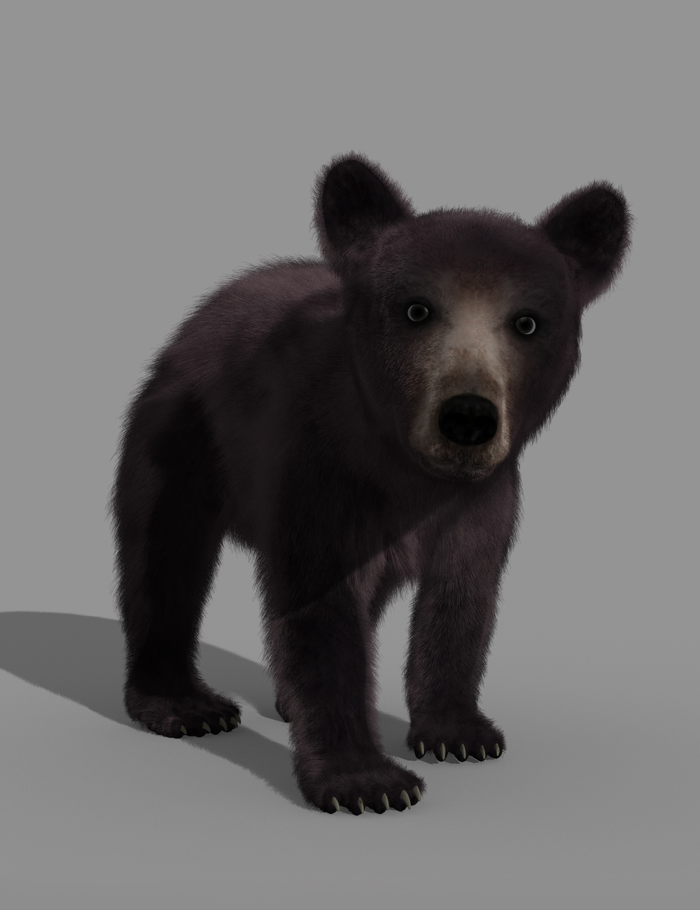 Black Bear Cub by AM