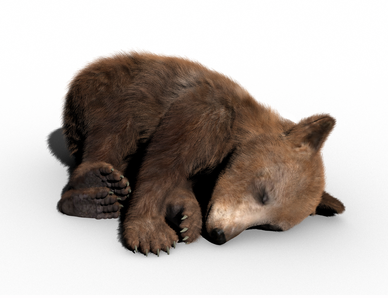 Brown Bear Cub by AM