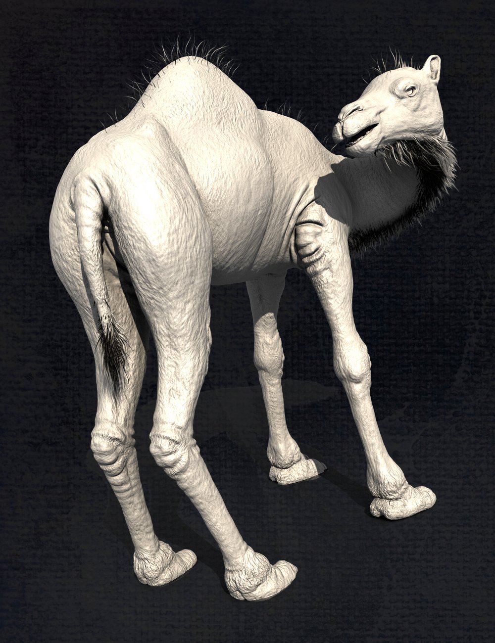 My Camel Camelia HD My Camel Camelia HD by: LuthbelLuthbellina, 3D Models by Daz 3D
