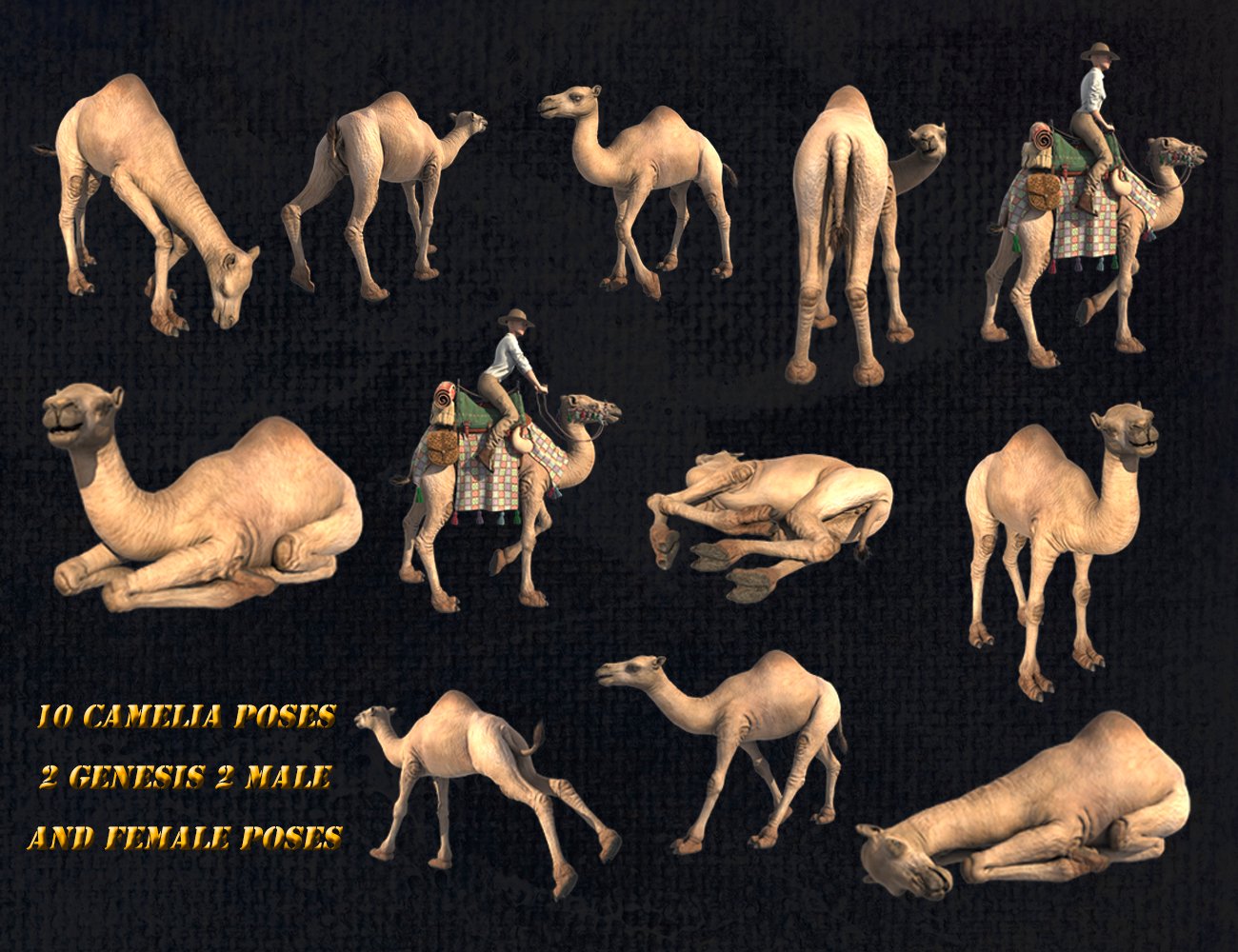 My Camel Camelia HD by: LuthbelLuthbellina, 3D Models by Daz 3D