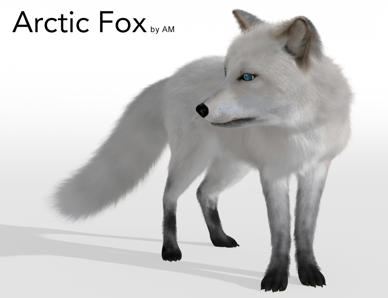 Arctic Fox by AM by: Alessandro_AM, 3D Models by Daz 3D