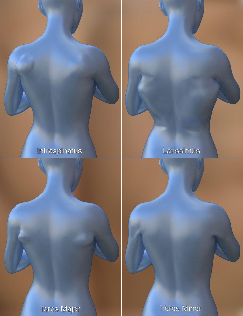 Musculature HD Morphs for Genesis 3 Female(s) Musculature HD Morphs for Genesis 3 Female(s) by: xenic101, 3D Models by Daz 3D