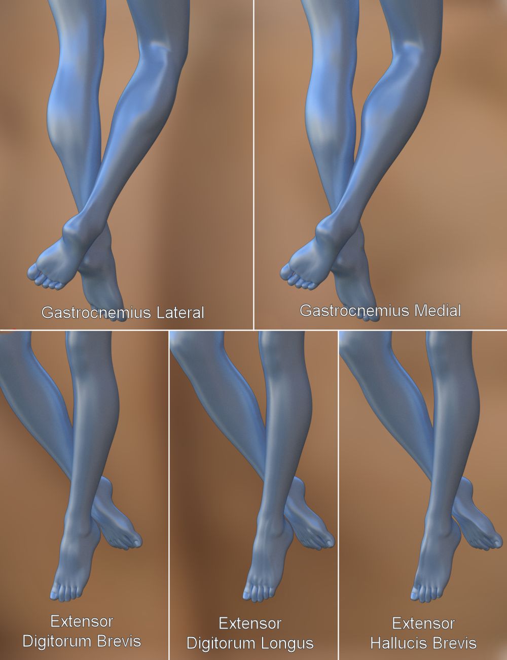 Musculature HD Morphs for Genesis 3 Female(s) Musculature HD Morphs for Genesis 3 Female(s) by: xenic101, 3D Models by Daz 3D