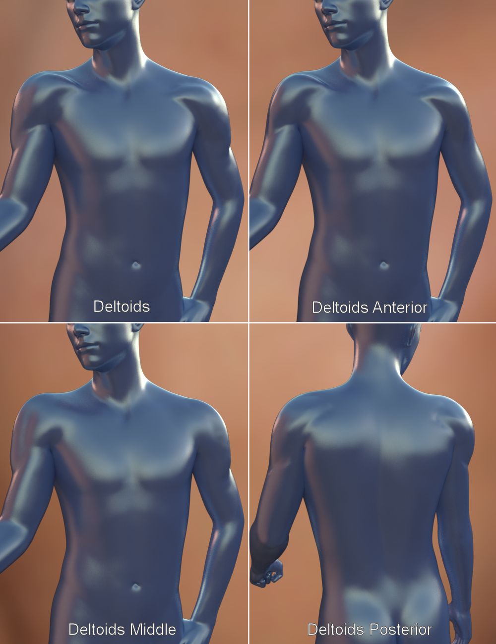 Musculature HD Morphs for Genesis 3 Male(s) | Daz 3D